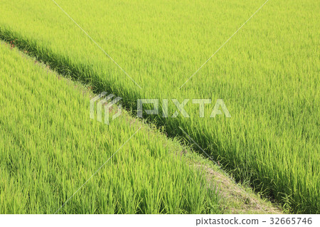 Rice ear of Akita Rice ear of Akita 32665746