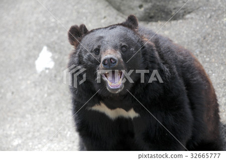 Ani Bear Ranch Asukino Bear Ani Bear Ranch Asukino Bear 32665777