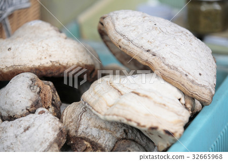 Polyporaceae 32665968