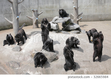 Ani Bear Ranch Asukino Bear 32665984