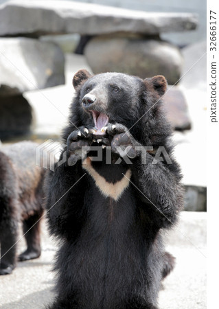 Ani Bear Ranch Asukino Bear 32666177