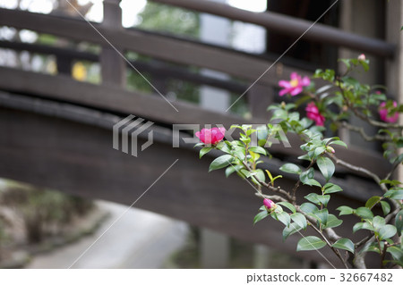 Camellia Camellia 32667482