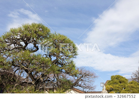 Taisouji松樹 32667552