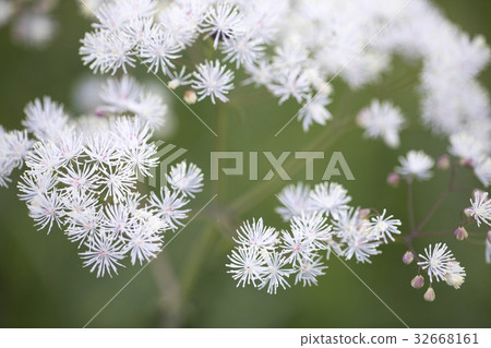 Larchaceous 32668161