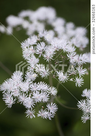 Larchaceous Larchaceous 32668163