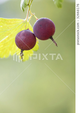 Cassis fruit 32668176