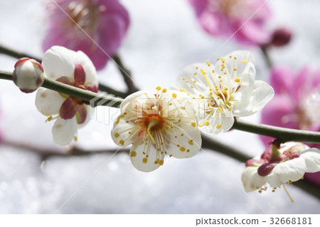 梅花 32668181