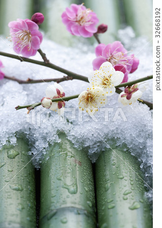 梅花 32668192