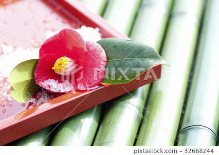 茶花 茶花 32668244