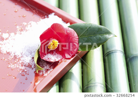 Camellia Camellia 32668254
