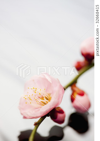 梅花 梅花 32668415
