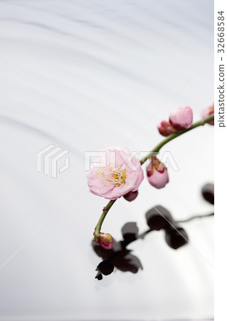 Plum blossom  32668584