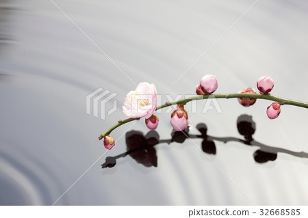 Plum blossom  32668585
