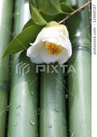 Camellia Camellia 32668587