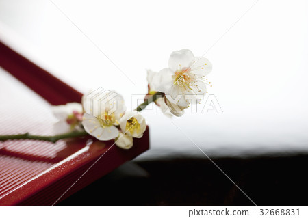 梅花 32668831