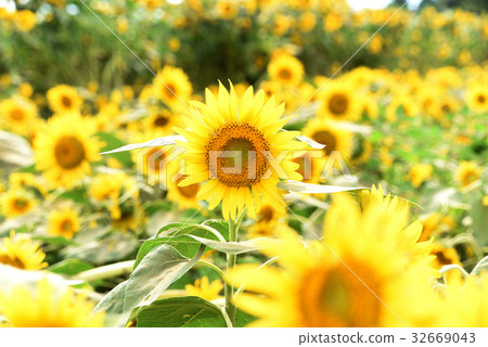 向日葵 32669043