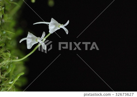 Carnivorous plant rabbit moss 32673627