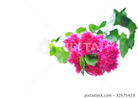 Bougainvillea 32675429
