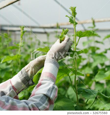 gardener is planting honeydew melon trees 32675560