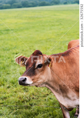 澤西牛 澤西牛 32675592