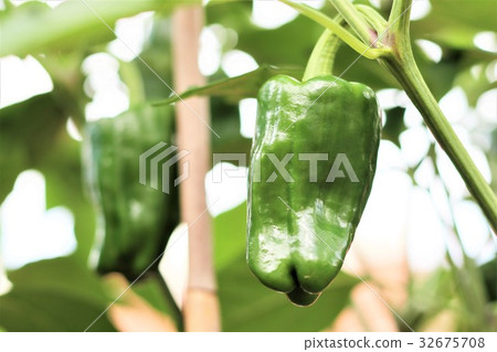 青椒菜菜園 32675708