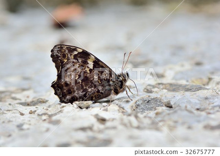 Neope pulaha didia Fruhstorfer Neope pulaha didia Fruhstorfer 32675777