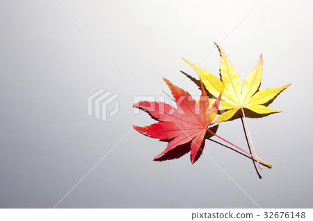 Momiji在托盤上 32676148