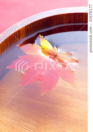 Momiji floating on the surface of the water Momiji floating on the surface of the water 32676177