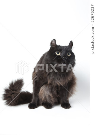 黑貓 32676237