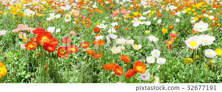 Poppy flower field Poppy flower field 32677191