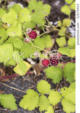 Navales草莓 32678403