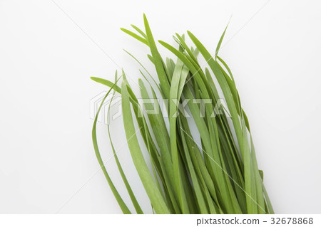 Chinese chive 32678868