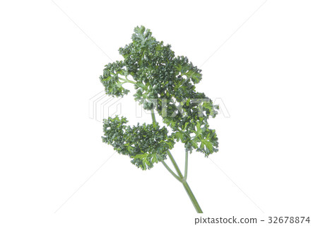 香菜 32678874