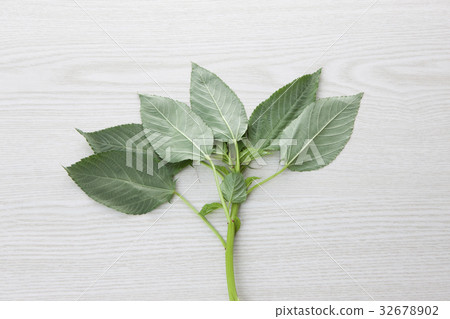 Moroheija Moroheija 32678902