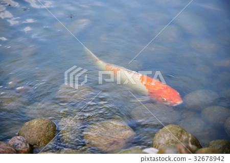 Koi fish 32678942