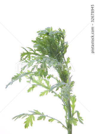 食用菊花 食用菊花 32678945