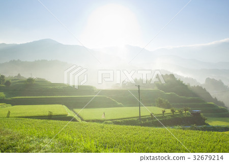 Rice field Rice field 32679214