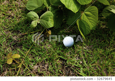 在灌木叢中的高爾夫球 32679645