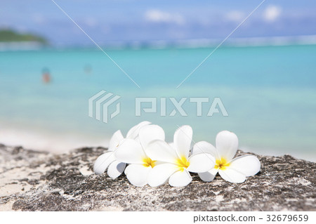 小麥白粉病 32679659