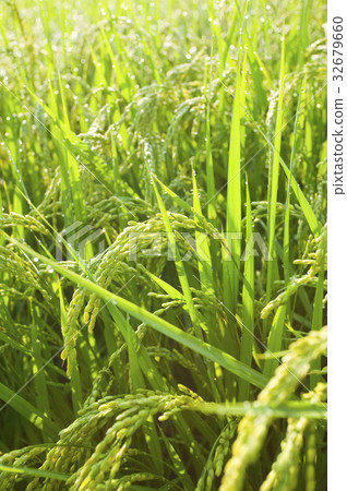 水稻 32679660