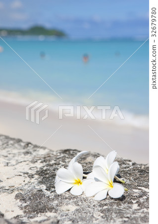 小麥白粉病 32679780