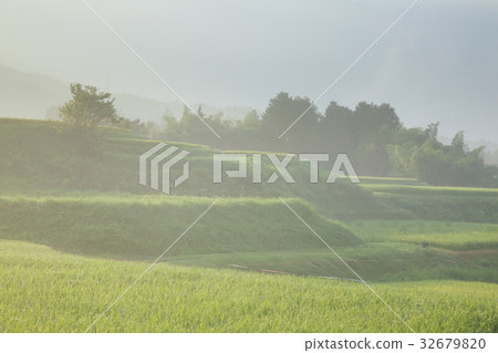 Paddy field Paddy field 32679820