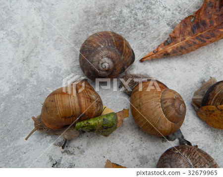 Snail crawling the green grass in garden 32679965