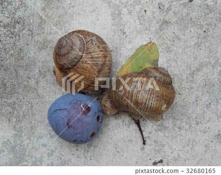 Snail crawling the green grass in garden Snail crawling the green grass in garden 32680165