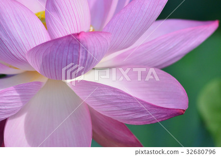 Lotus flower Lotus flower 32680796