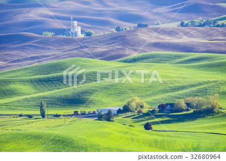 Wheat field, Palu Woods, Washington, USA 32680964