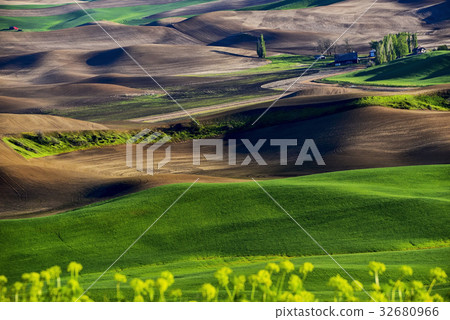 Wheat field, Palu Woods, Washington, USA Wheat field, Palu Woods, Washington, USA 32680966