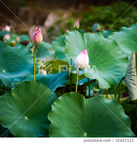 Lian flower Lian flower 32681522