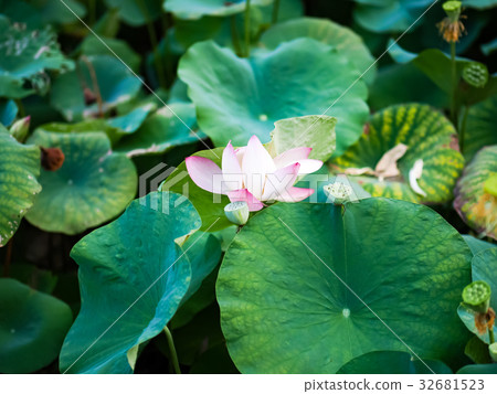 Lian flower Lian flower 32681523