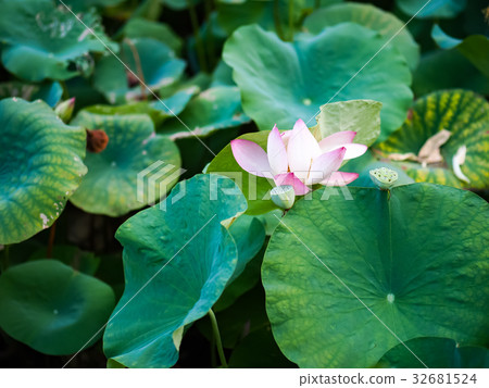 蓮花 蓮花 32681524